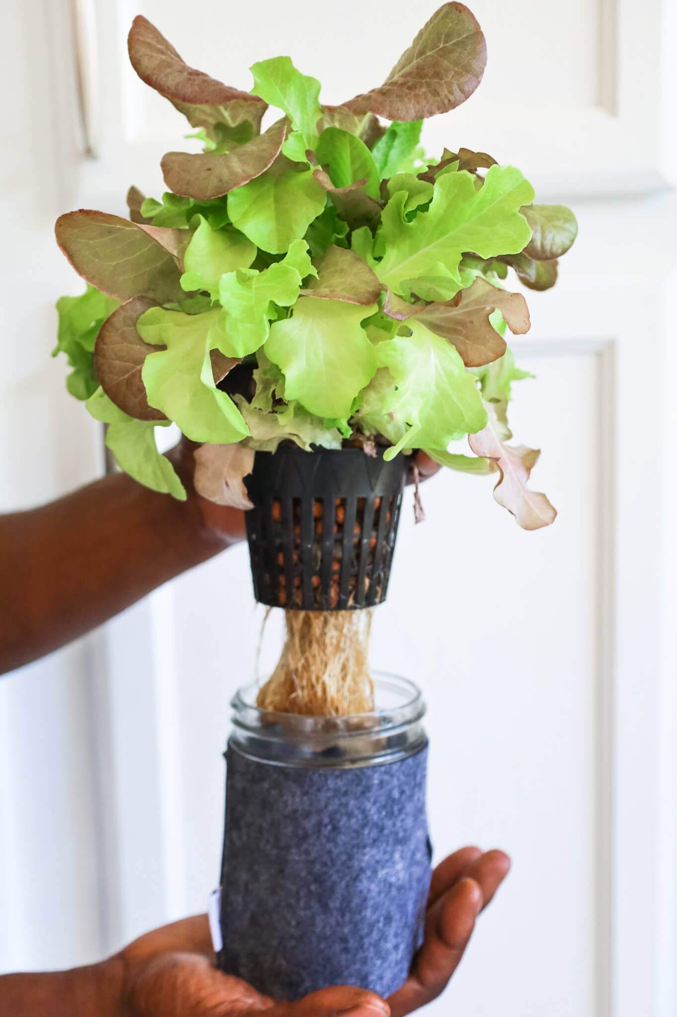 Grow Greens with Hydroponic Mason Jar Kit | Buy Now