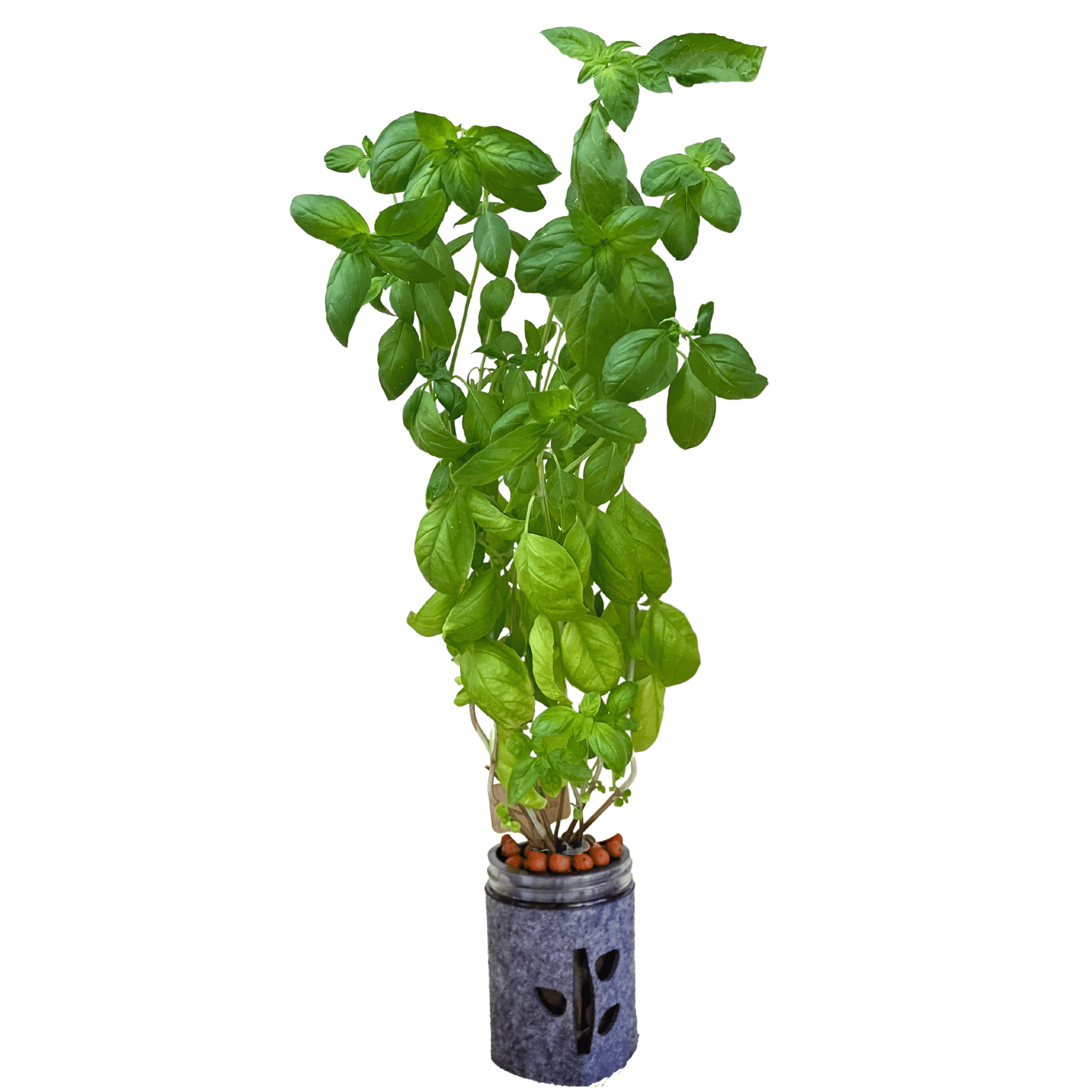 Grow Greens with Hydroponic Mason Jar Kit | Buy Now