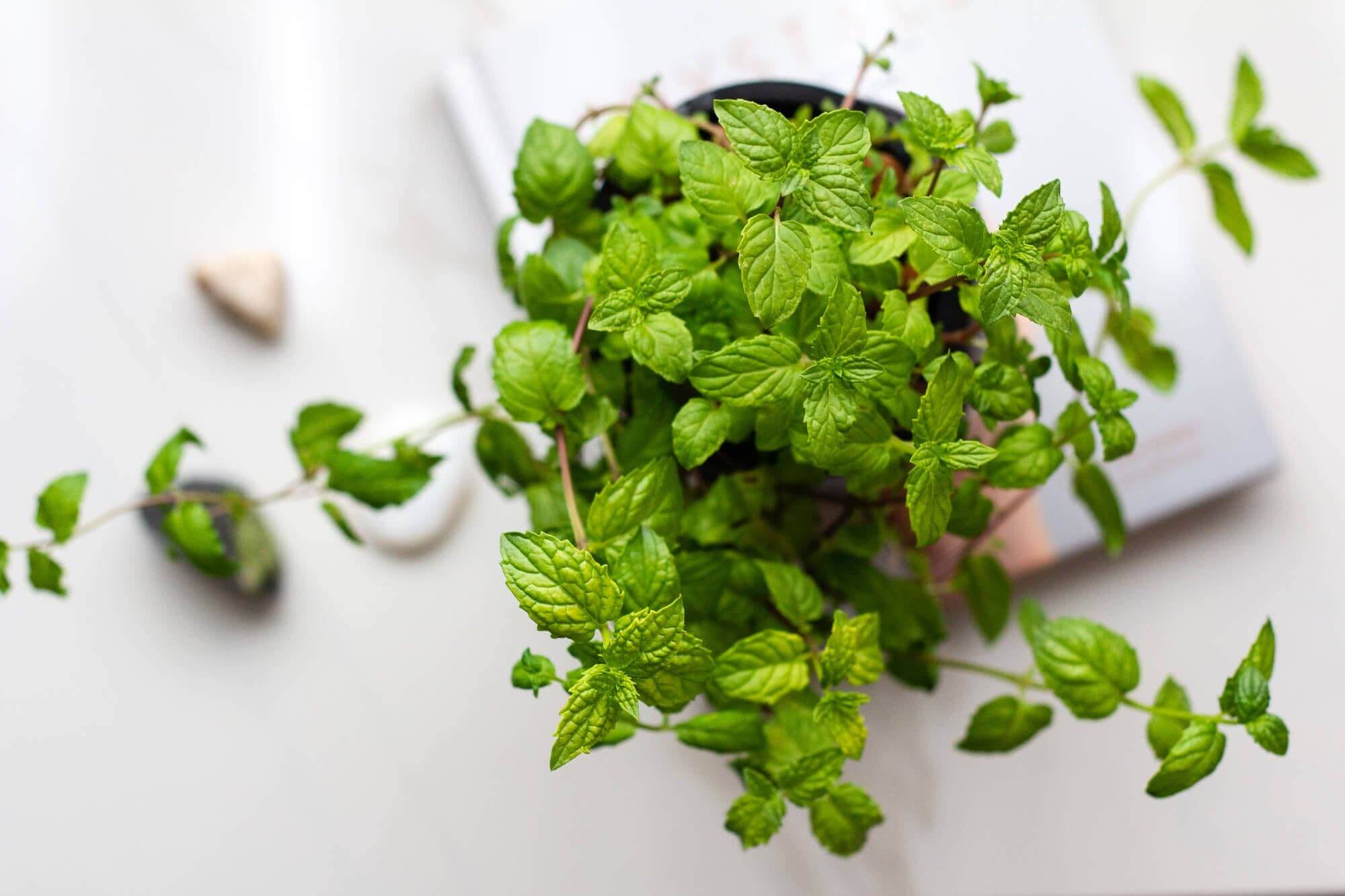 Grow Greens with Hydroponic Mason Jar Kit | Buy Now