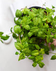 Grow Greens with Hydroponic Mason Jar Kit | Buy Now