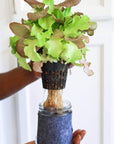 Grow Greens with Hydroponic Mason Jar Kit | Buy Now