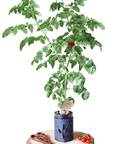 Grow Greens with Hydroponic Mason Jar Kit | Buy Now