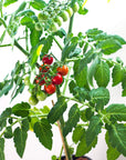 Grow Greens with Hydroponic Mason Jar Kit | Buy Now