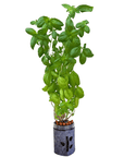 Grow Greens with Hydroponic Mason Jar Kit | Buy Now