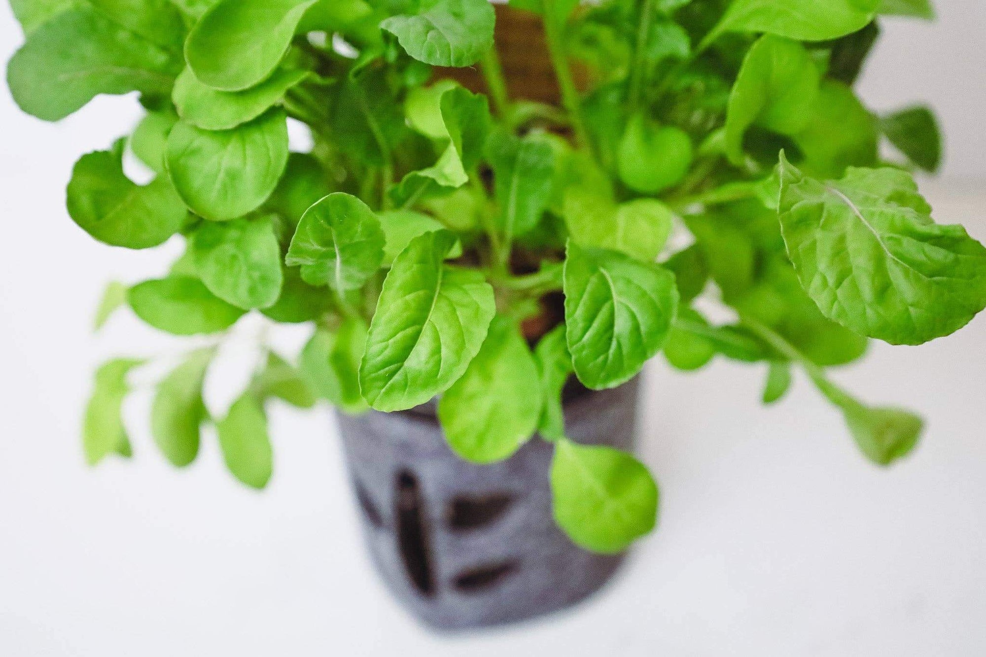 Grow Greens with Hydroponic Mason Jar Kit | Buy Now