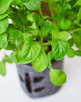 Grow Greens with Hydroponic Mason Jar Kit | Buy Now