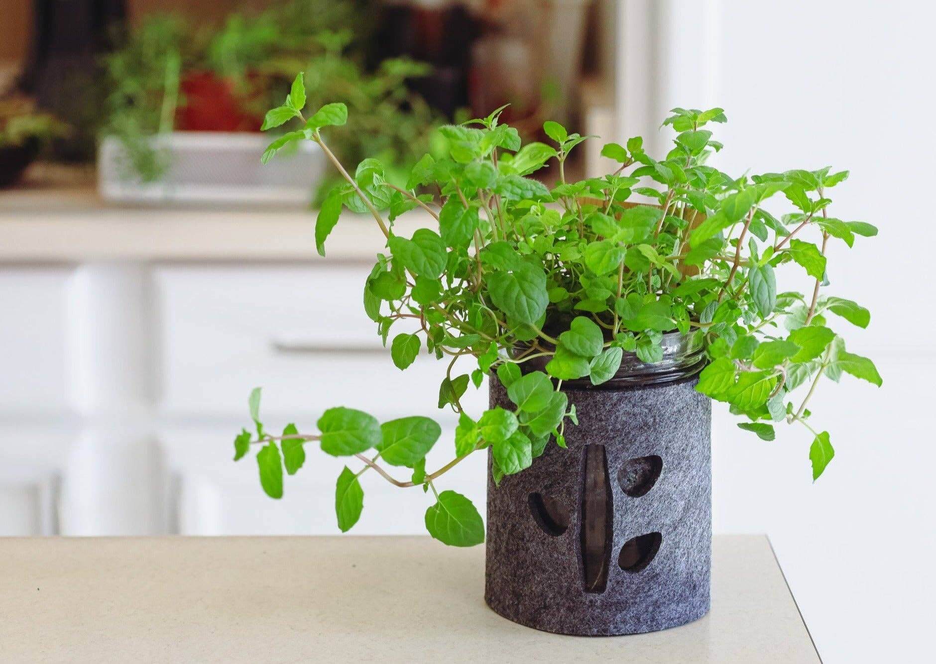 Grow Greens with Hydroponic Mason Jar Kit | Buy Now