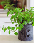 Grow Greens with Hydroponic Mason Jar Kit | Buy Now