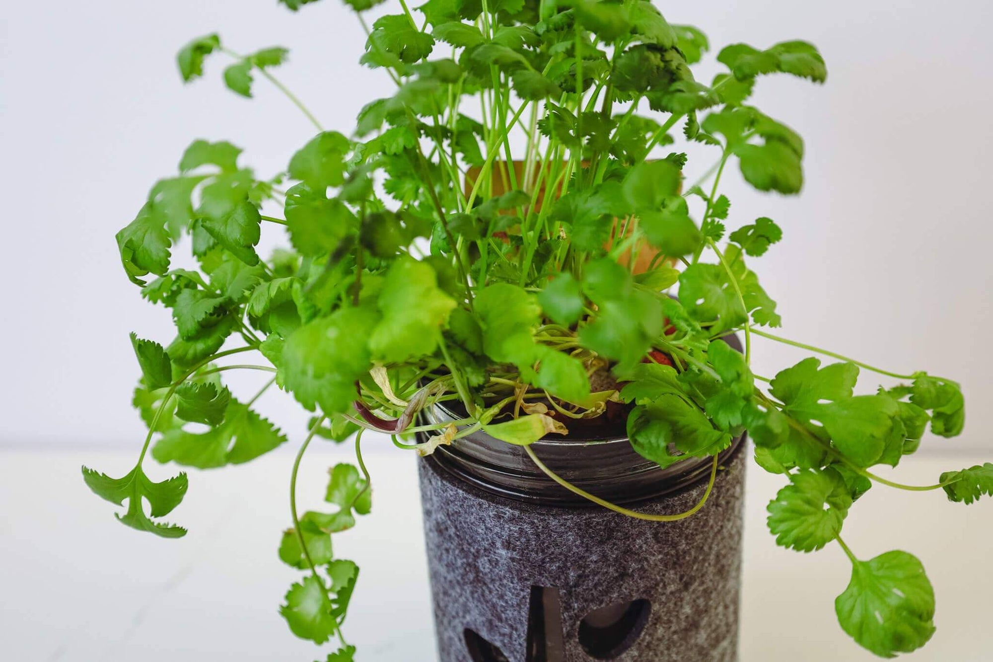 Grow Greens with Hydroponic Mason Jar Kit | Buy Now