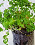 Grow Greens with Hydroponic Mason Jar Kit | Buy Now
