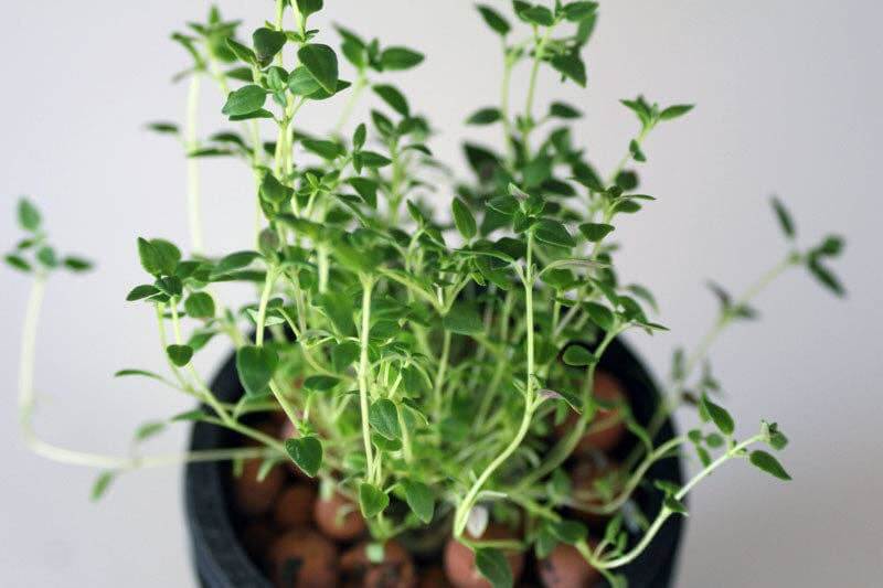 Grow Greens with Hydroponic Mason Jar Kit | Buy Now