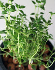 Grow Greens with Hydroponic Mason Jar Kit | Buy Now