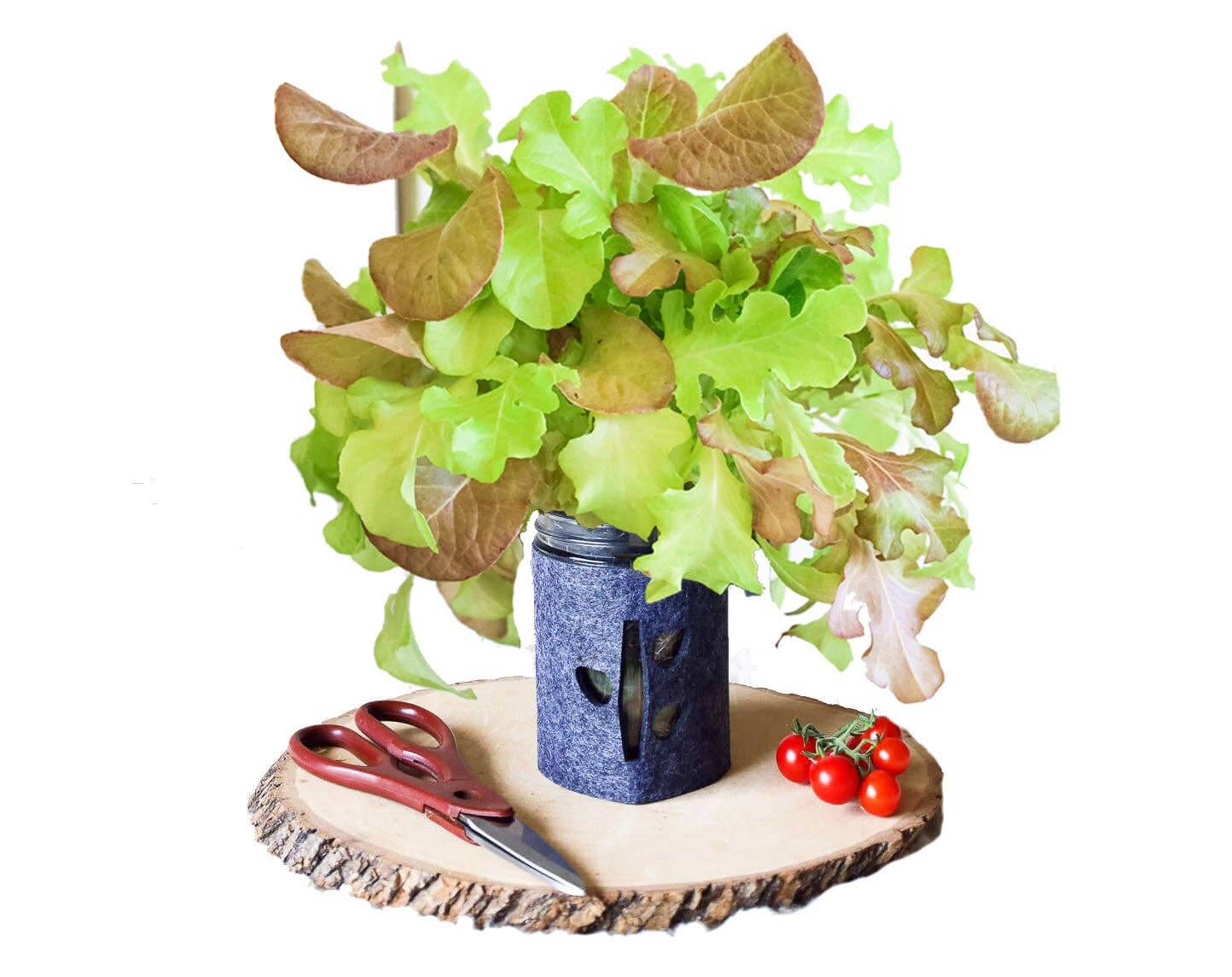 Grow Greens with Hydroponic Mason Jar Kit | Buy Now