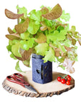 Grow Greens with Hydroponic Mason Jar Kit | Buy Now