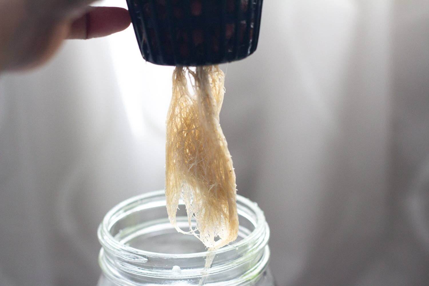 Grow Greens with Hydroponic Mason Jar Kit | Buy Now