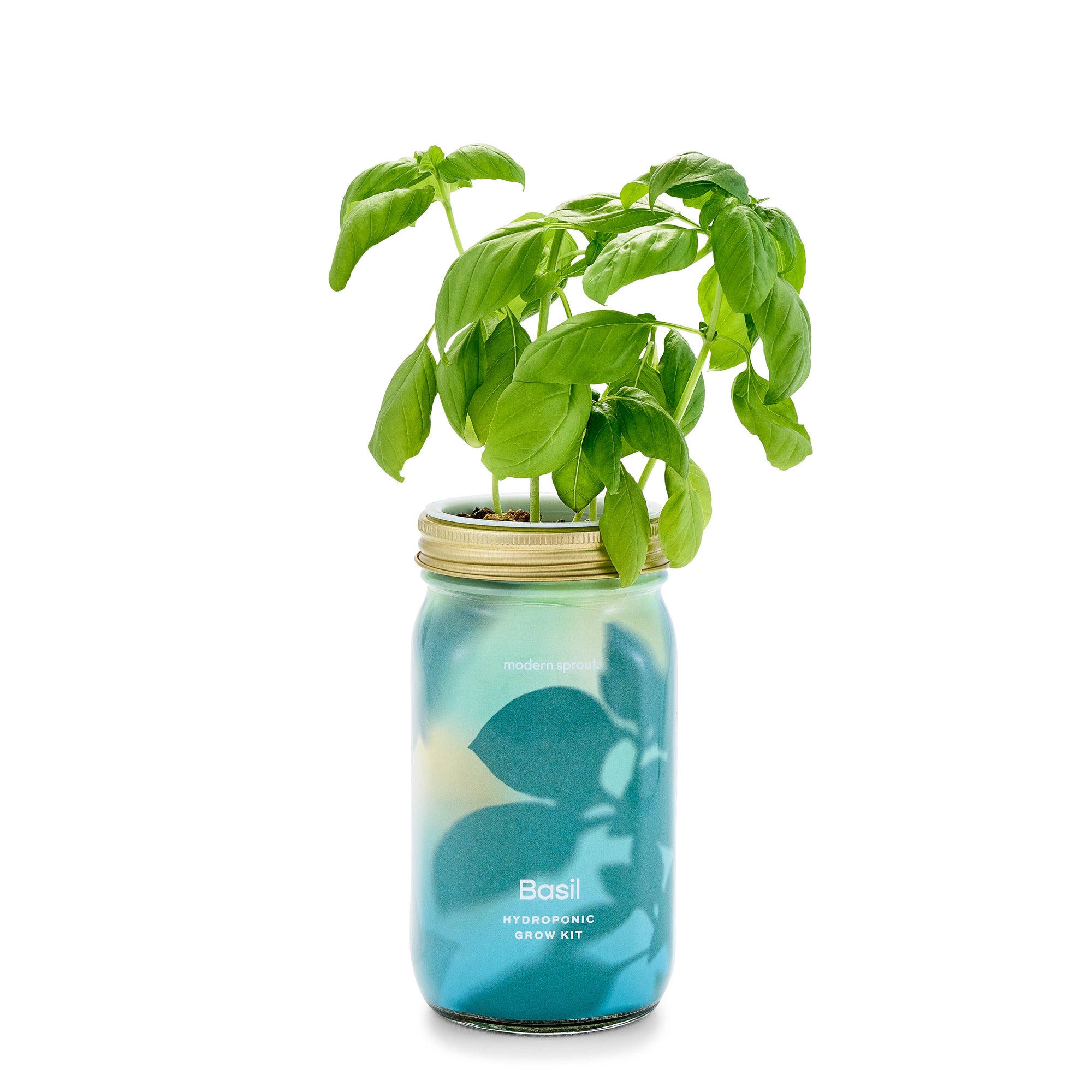 Modern Sprout Garden Jar Organic Herb Garden Hydroponic Kit