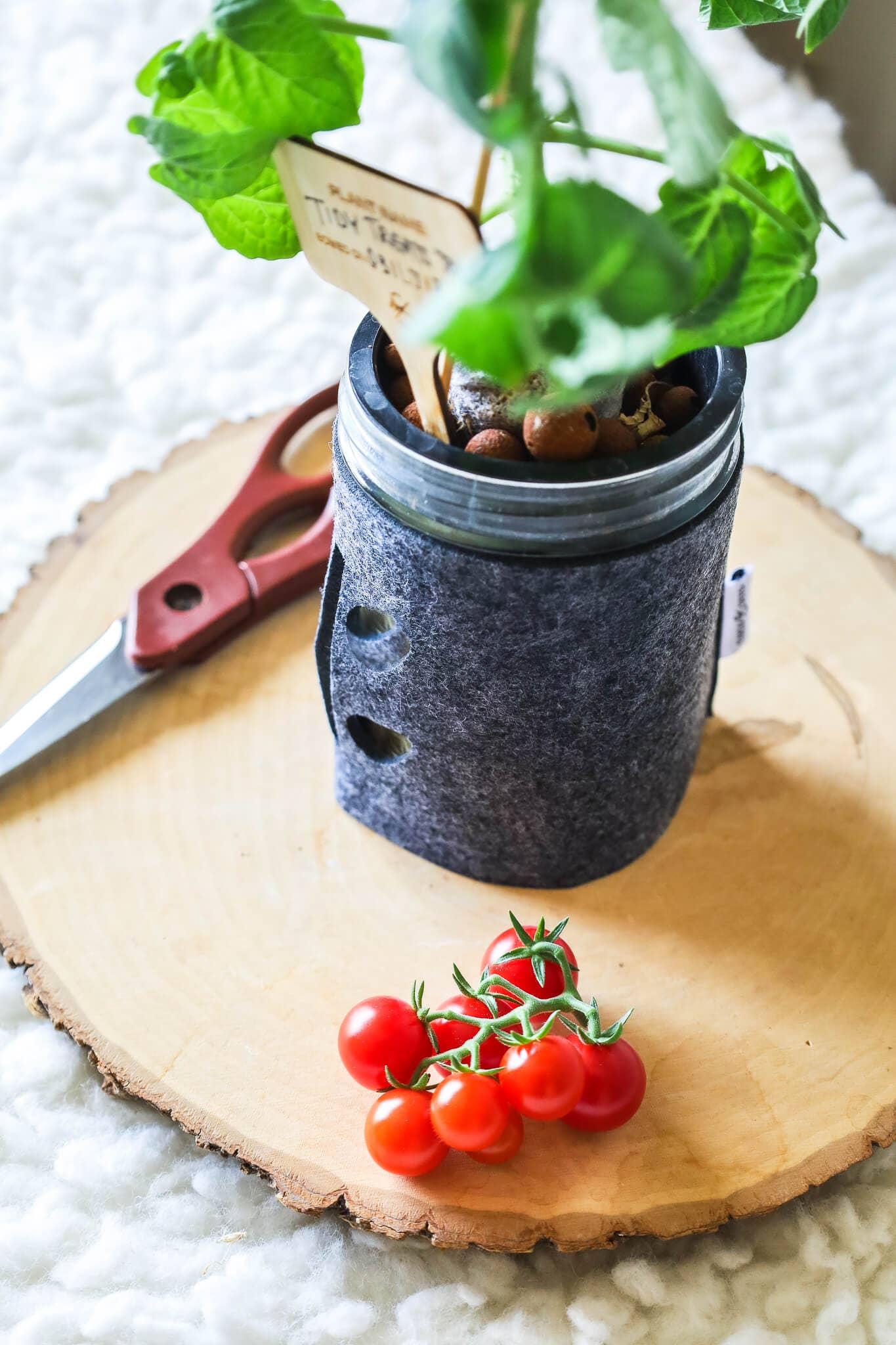 Coco and Seed: Starter Hydroponic Mason Jar Garden Kit