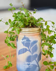 Organic Herb Garden Hydroponic Sprouting Jar