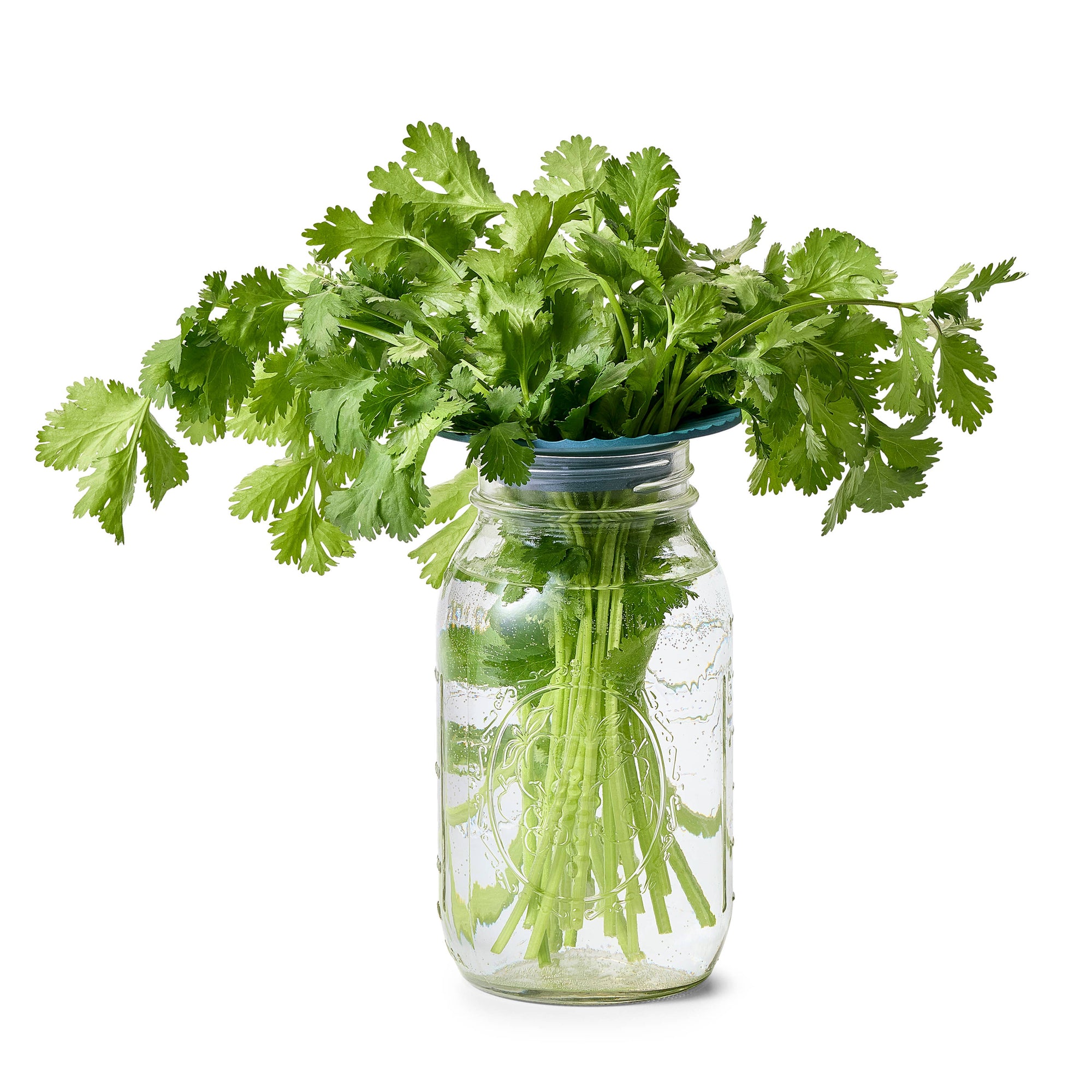 Modern Sprout Produce Keeper Propagation Lids for Mason Jars