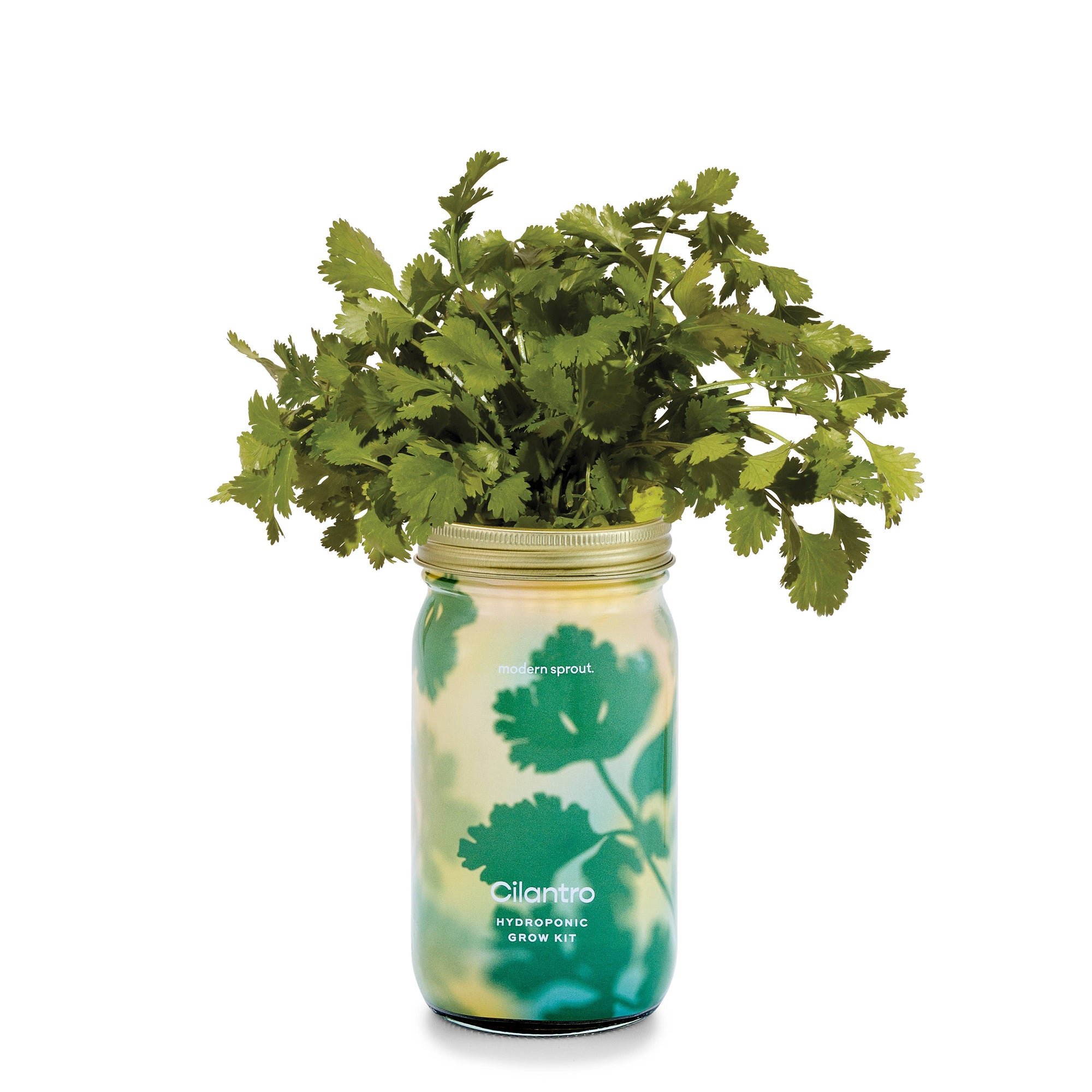 Organic Herb Garden Hydroponic Sprouting Jar