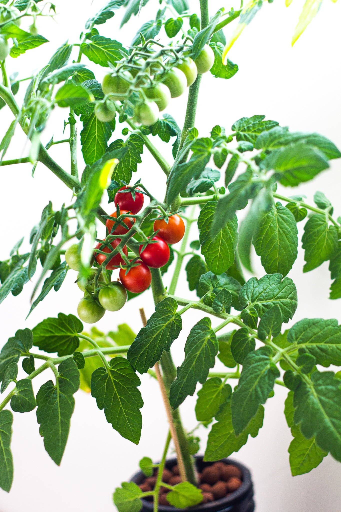 Coco and Seed: Starter Hydroponic Mason Jar Garden Kit