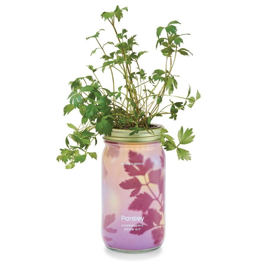 Organic Herb Garden Hydroponic Sprouting Jar