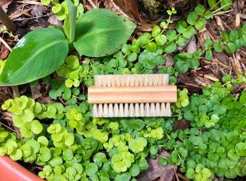 Beechwood and Sisal Nail Brush for Gardeners (Gentle)