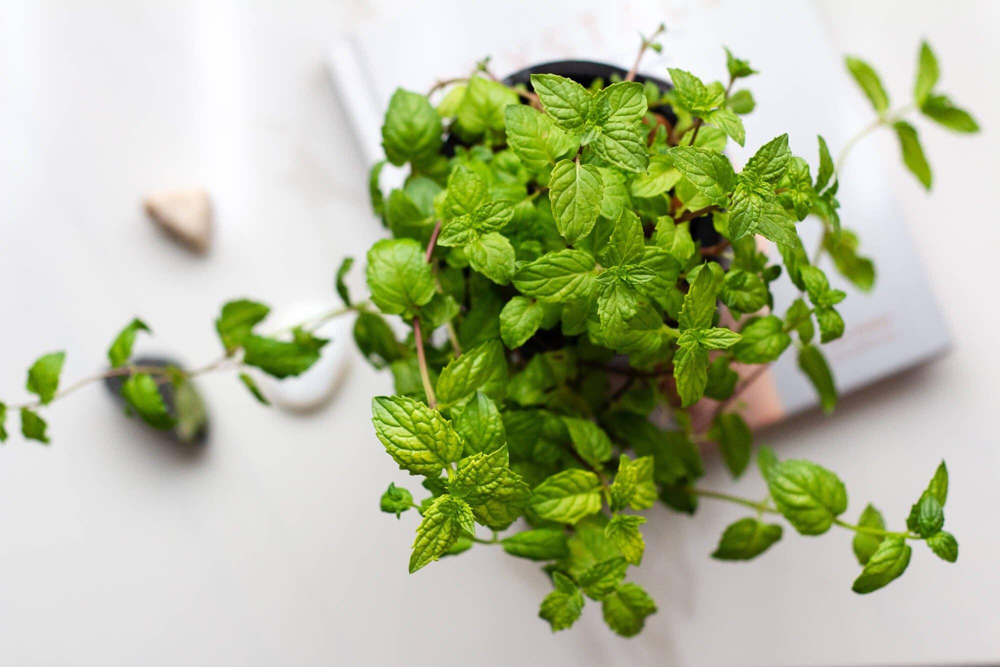 Coco and Seed: Starter Hydroponic Mason Jar Garden Kit