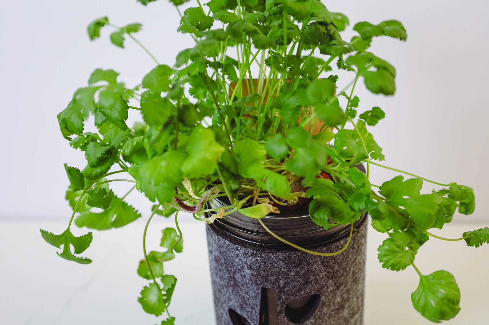 Coco and Seed: Starter Hydroponic Mason Jar Garden Kit