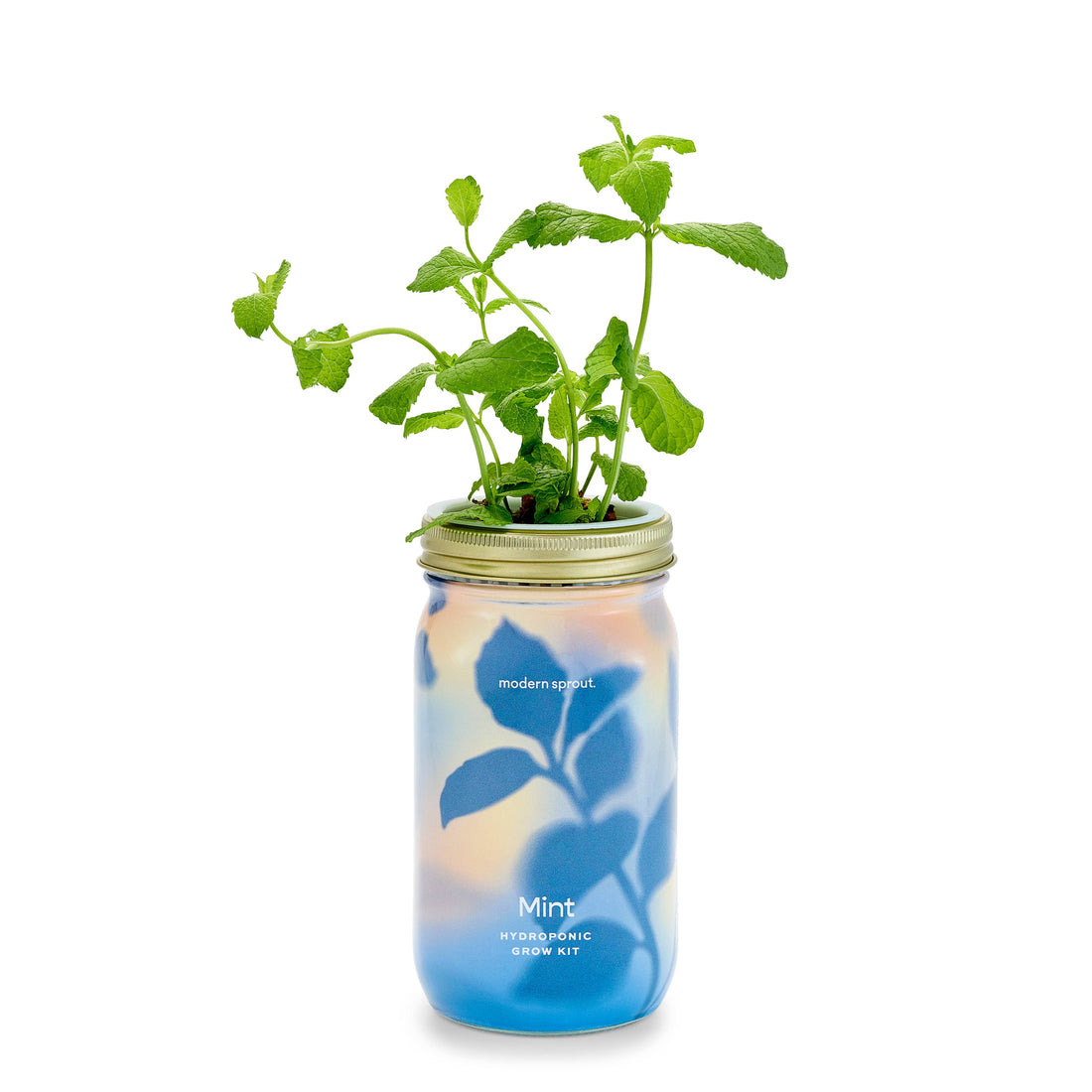 Organic Herb Garden Hydroponic Sprouting Jar