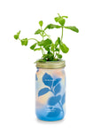 Organic Herb Garden Hydroponic Sprouting Jar