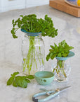 Modern Sprout Produce Keeper Propagation Lids for Mason Jars