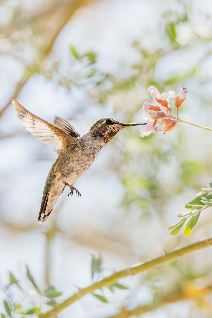 We Love Hummingbirds Beautiful Floral Hummingbird Silk Scarf Beige